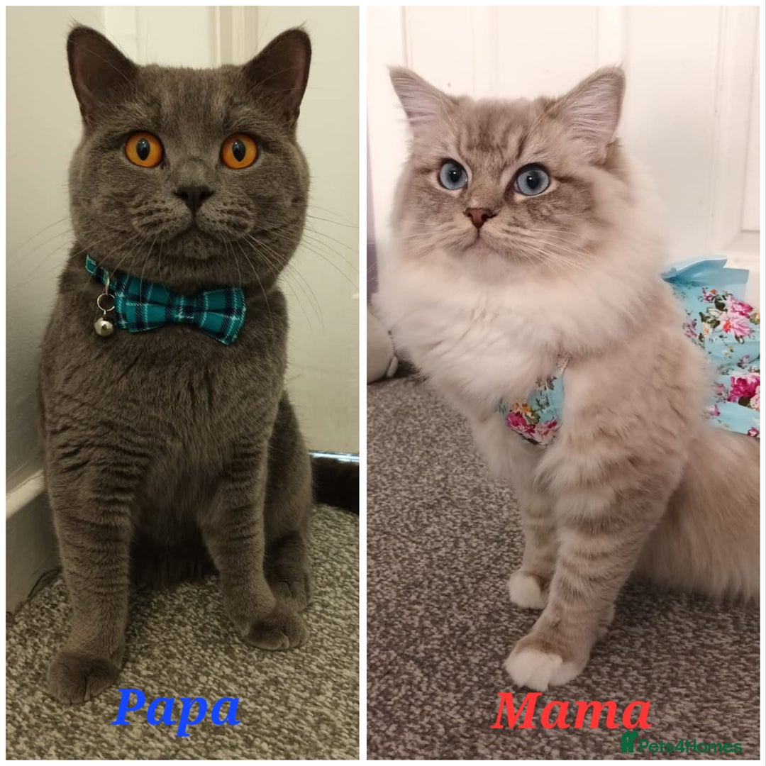 British Shorthair cats for sale: Little princess 👸  - Advert 23