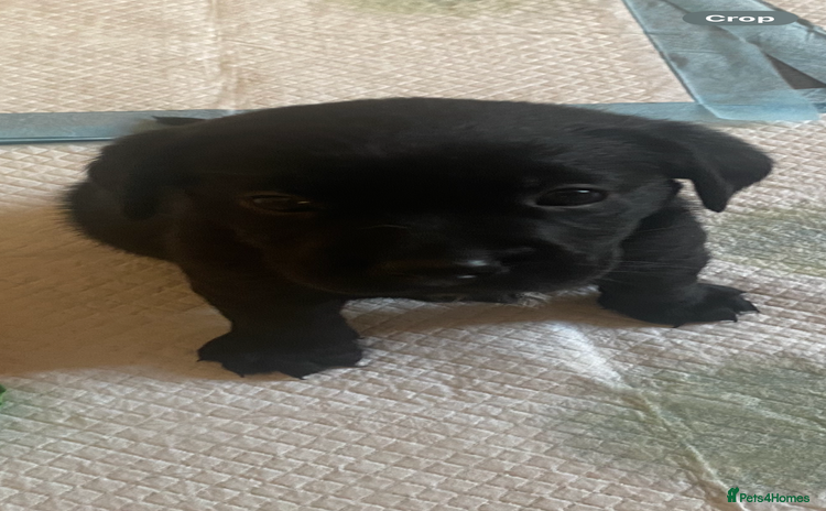 Cockerdor dogs Black cockerdor  - Advert 1