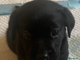 Cockerdor dogs Black cockerdor - Advert 5