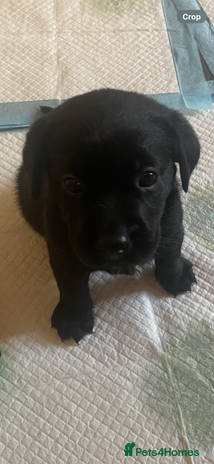 Cockerdor dogs Black cockerdor - Advert 1