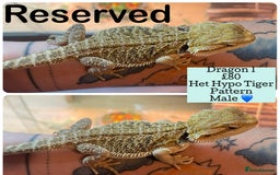 Bearded Dragon reptiles for sale: Hypo Baby Bearded Dragons - Image 2