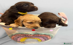 Cocker Spaniel dogs for sale: Cocker spaniel pups KC REG & COUNCIL LICENSED  - Image 11