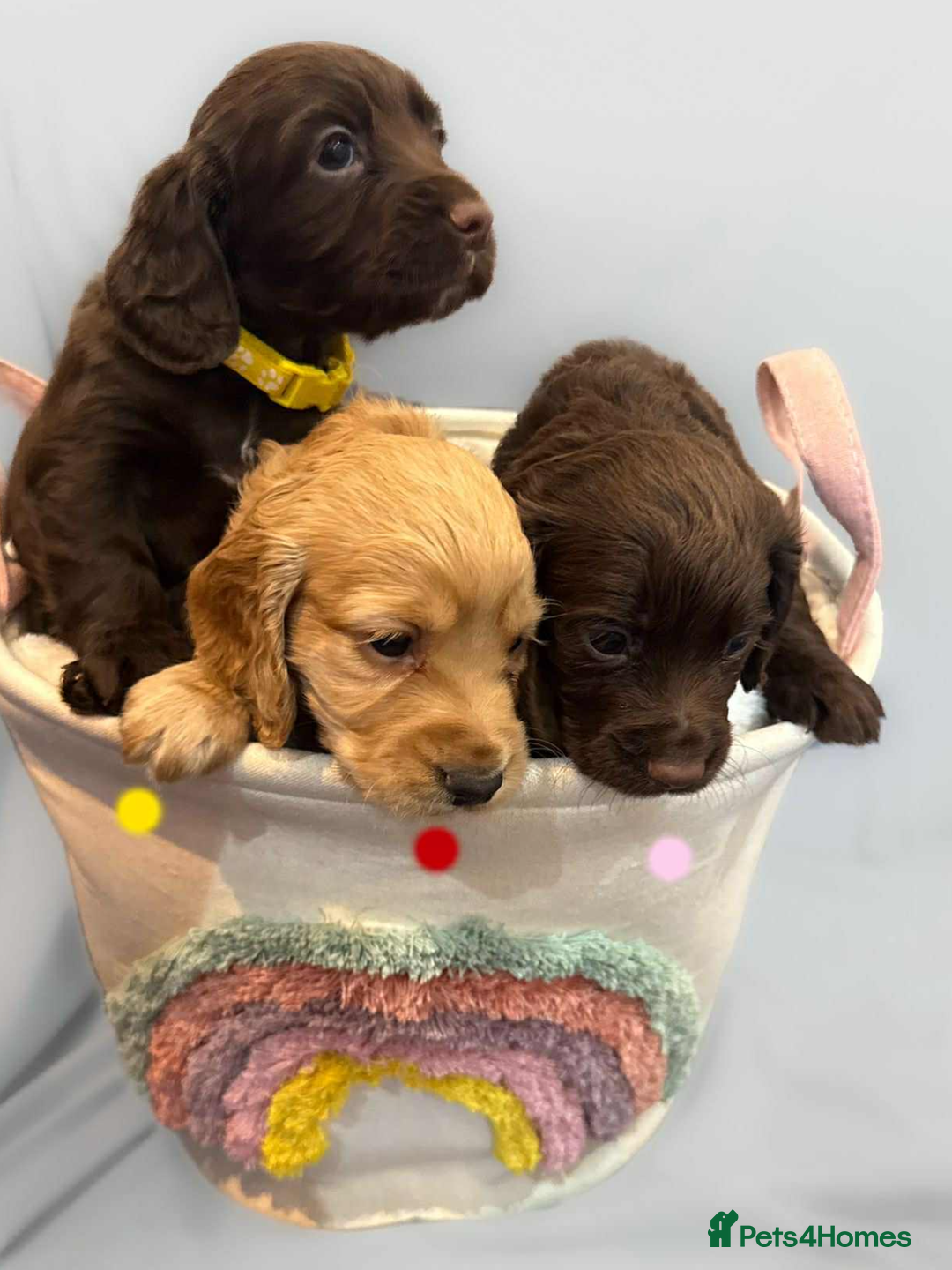 Cocker Spaniel dogs for sale: Cocker spaniel pups KC REG & COUNCIL LICENSED  - Image 11