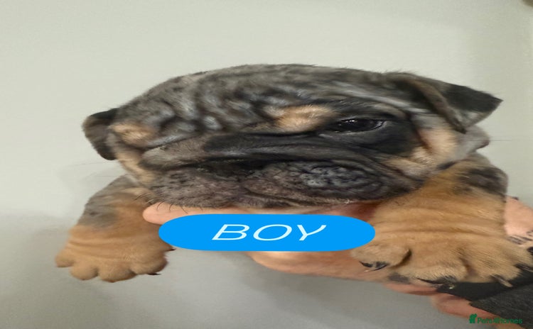 English Bulldog dogs - Advert 5