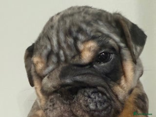 English Bulldog dogs - Advert 4