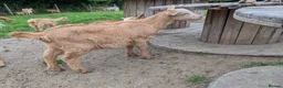 Goats livestock for sale: Golden Guernsey goat kids wethers  in Yeovil - Advert 2