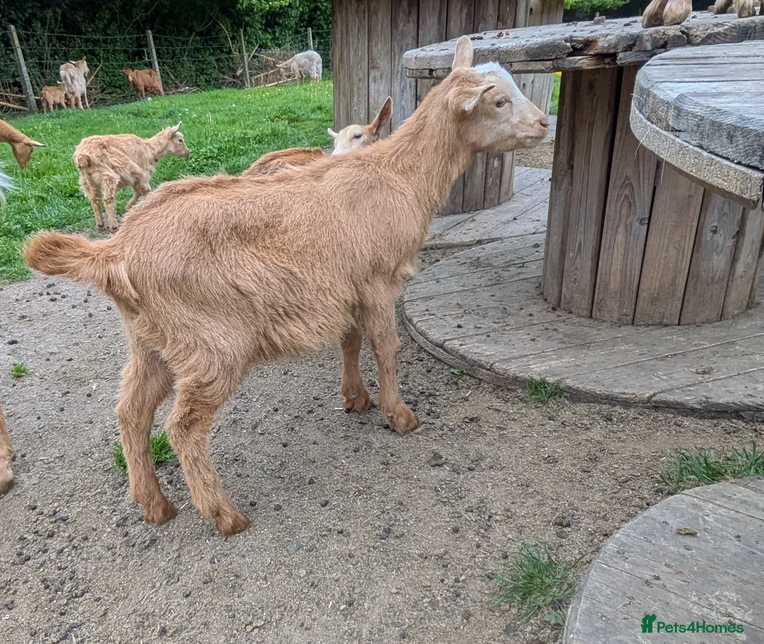 Goats livestock for sale: Golden Guernsey goat kids wethers  in Yeovil - Advert 2