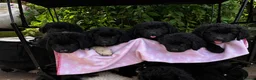 Mixed Breed dogs for sale: READY NOW Black landseer Newfoundland puppies  - Advert 4