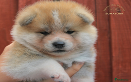 Japanese Akita Inu dogs for sale: ♥OUR PUPPIES ARRIVED♥ in Builth Wells - Image 10