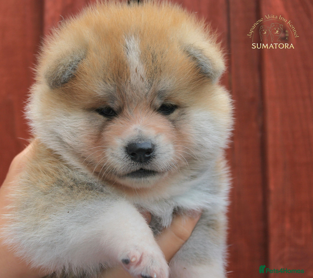 Japanese Akita Inu dogs for sale: ♥OUR PUPPIES ARRIVED♥ in Builth Wells - Image 10
