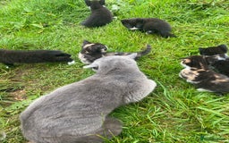 British Shorthair cats for sale: Gorgeous British Shorthair X kittens  - Image 12