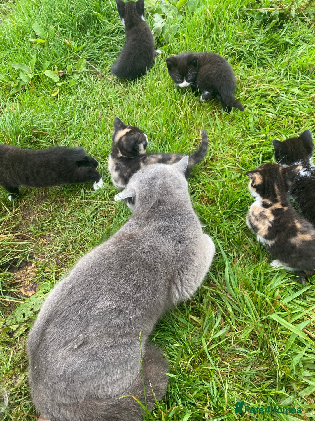 British Shorthair cats for sale: Gorgeous British Shorthair X kittens  - Image 12