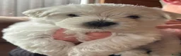 West Highland Terrier dogs for stud: West Highland Terrier - Advert 8
