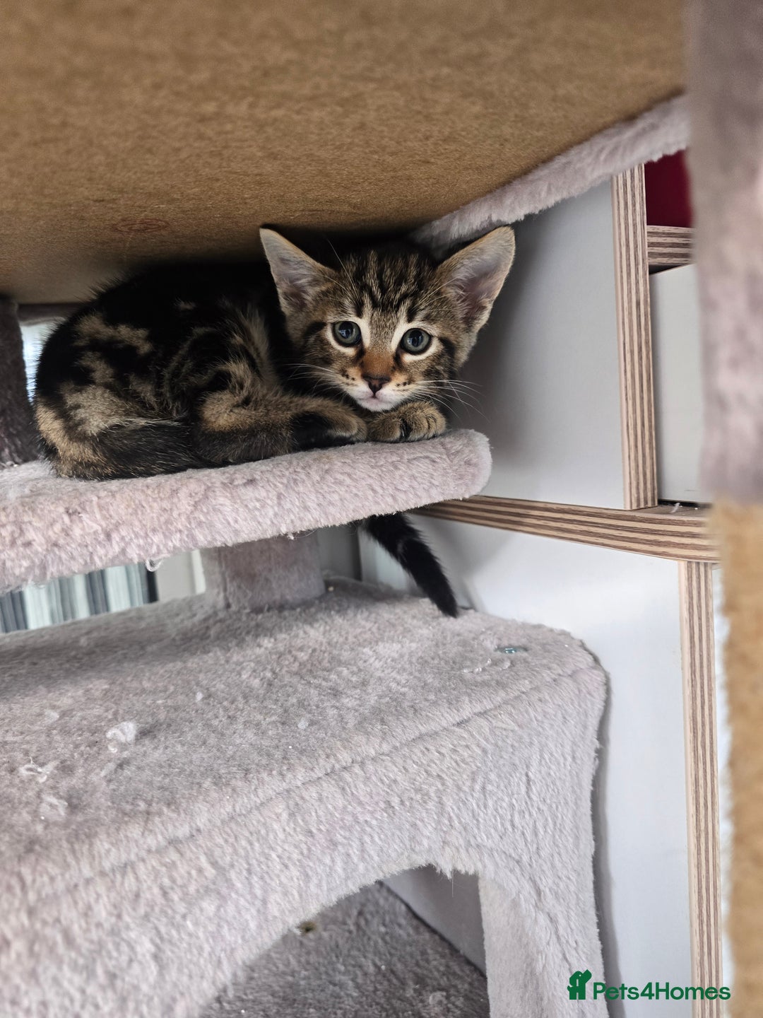 Bengal cats for sale: Half bengal kittens  - Advert 4