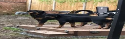 Rottweiler dogs for sale: IVOR KC REG ROTTWEILER PUP - Advert 9