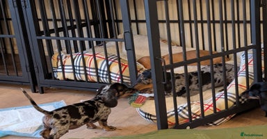 Miniature Dachshund dogs - Advert 3