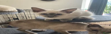 Siamese 1