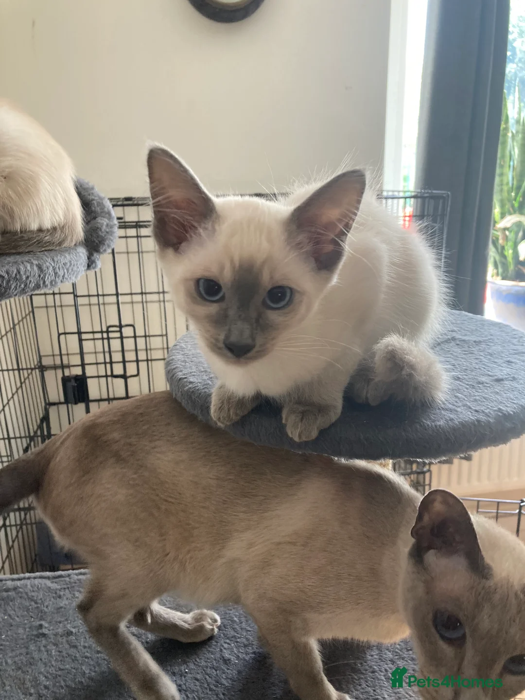 Siamese cats for sale: Ragamise kittens  - Advert 2