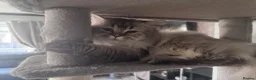 Scottish Fold cats for sale: Beautiful male Scottish straight❤️ - Advert 2