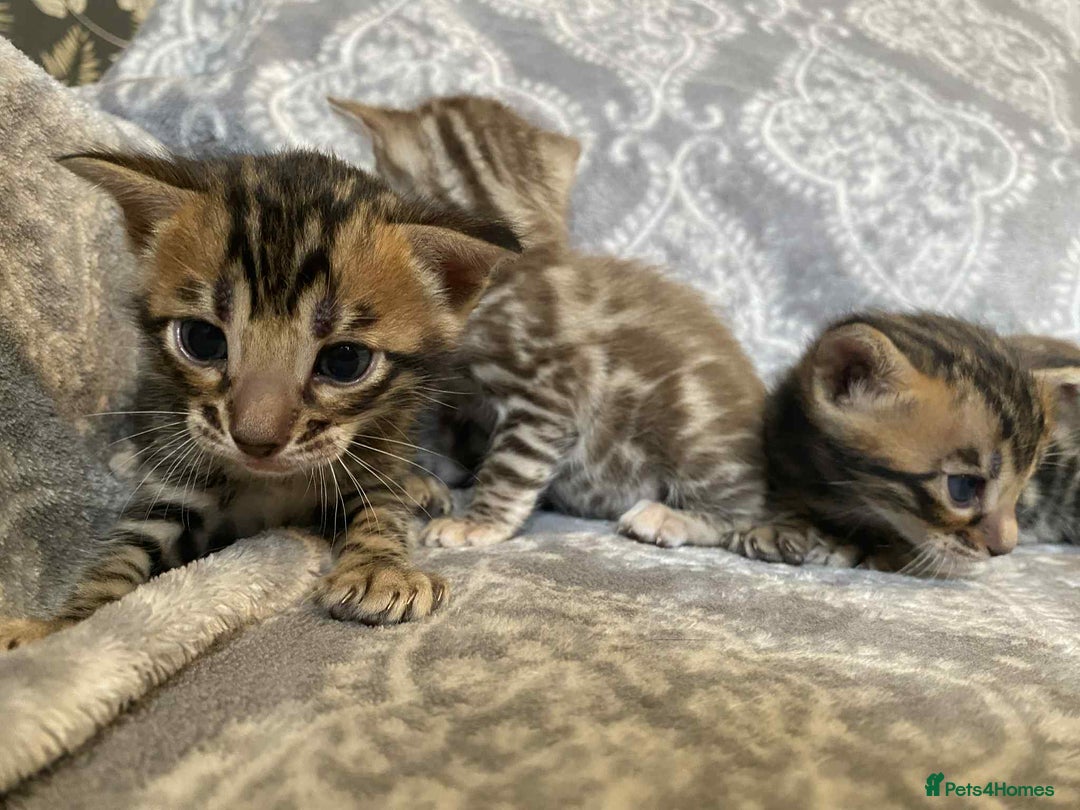 Bengal cats for sale: STUNNING TICA reg Bengal kittens ready to reserve - Image 7