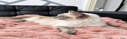 Ragdoll cats for sale: Ragdoll - Advert 4