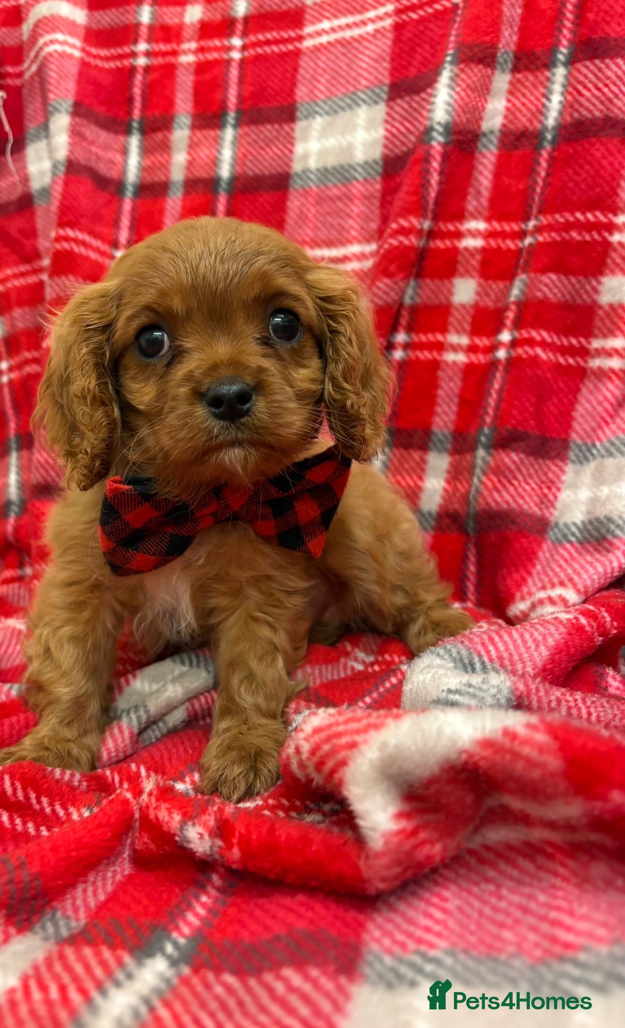 Cavalier King Charles Spaniel dogs Beautiful Cavalier King Charles babies ❤️ - Advert 2