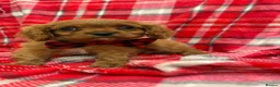 Cavalier King Charles Spaniel dogs for sale: Beautiful Cavalier King Charles babies ❤️ - Advert 1