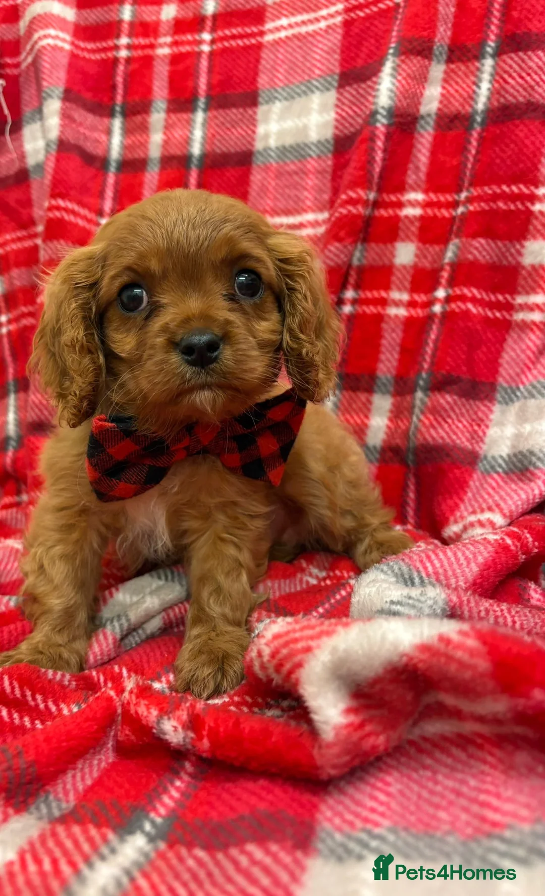 Cavalier King Charles Spaniel dogs for sale: Beautiful Cavalier King Charles babies ❤️ - Advert 1