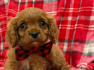 Cavalier King Charles Spaniel dogs Beautiful Cavalier King Charles babies ❤️ - Advert 8