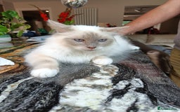 Birman cats for sale: Birman Female lilac point cat - Image 3