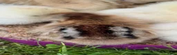 Chickens poultry for sale: 11 GORGEOUS 2 DAY OLD SILKIE CHICKS AVAILABLE  - Advert 11