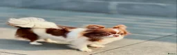 Chihuahua dogs for sale: KC registered long coat chihuahua puppies  - Advert 8