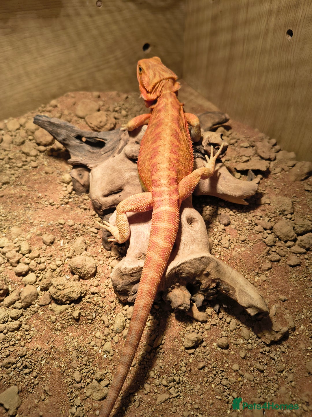 Bearded Dragon reptiles for sale: Red bearded dragon - Advert 1