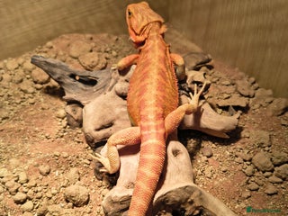 Bearded Dragon reptiles Red bearded dragon - Advert 1