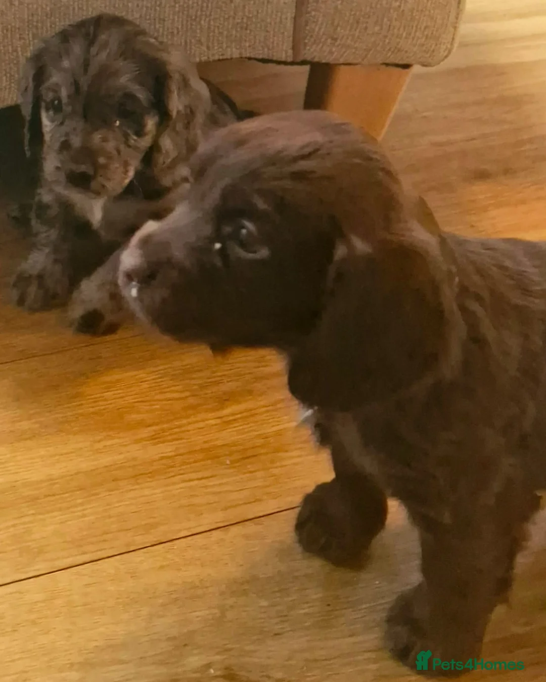 Cocker Spaniel dogs for sale: Mixed litter of Cocker Spaniel puppies  - Advert 5
