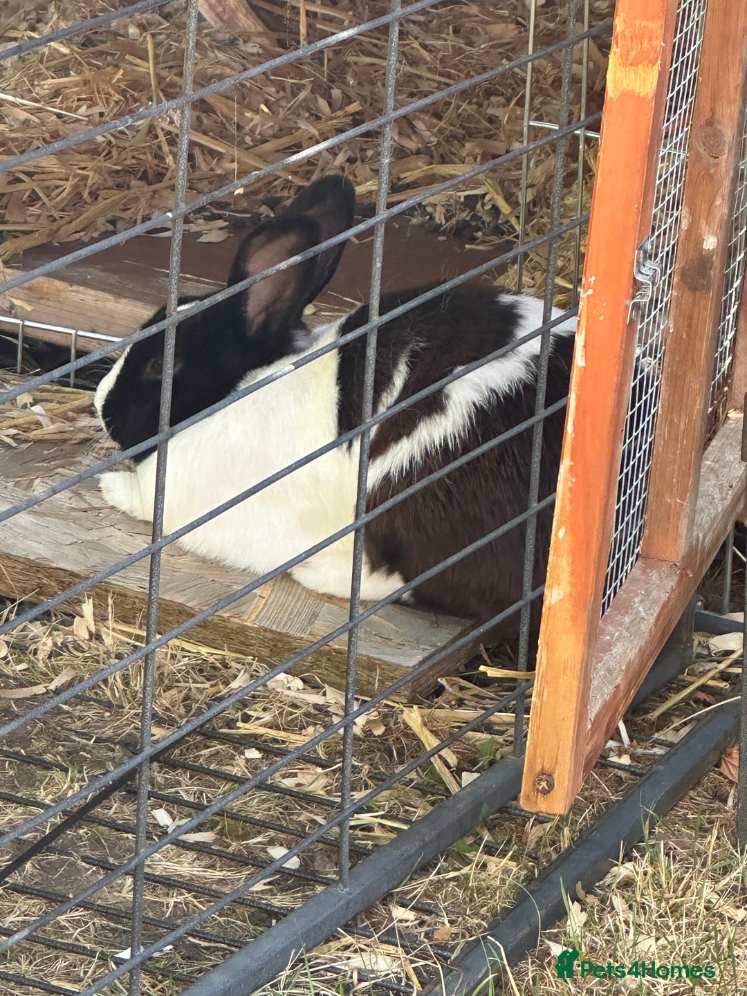 Mixed Breed rabbits for sale: Rex cross giant male  - Advert 3