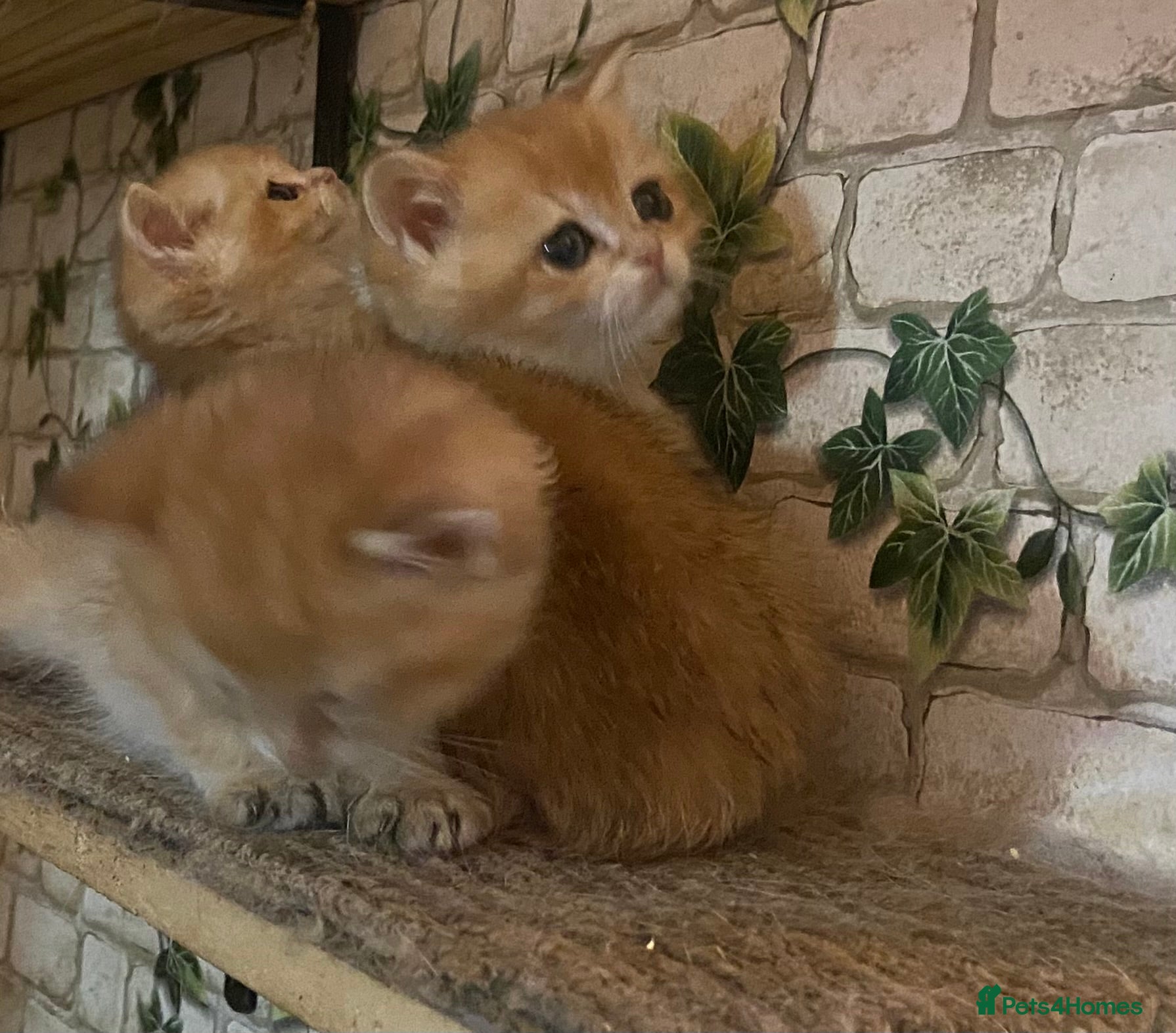 British Shorthair cats Full Pedigree Golden tipped British Shorthair - Advert 1