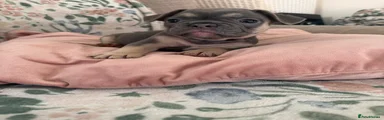 French Bulldog 5