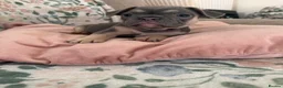 French Bulldog dogs for sale: KC reg French bulldogs Ready 7th August ❤️❤️❤️ - Advert 9