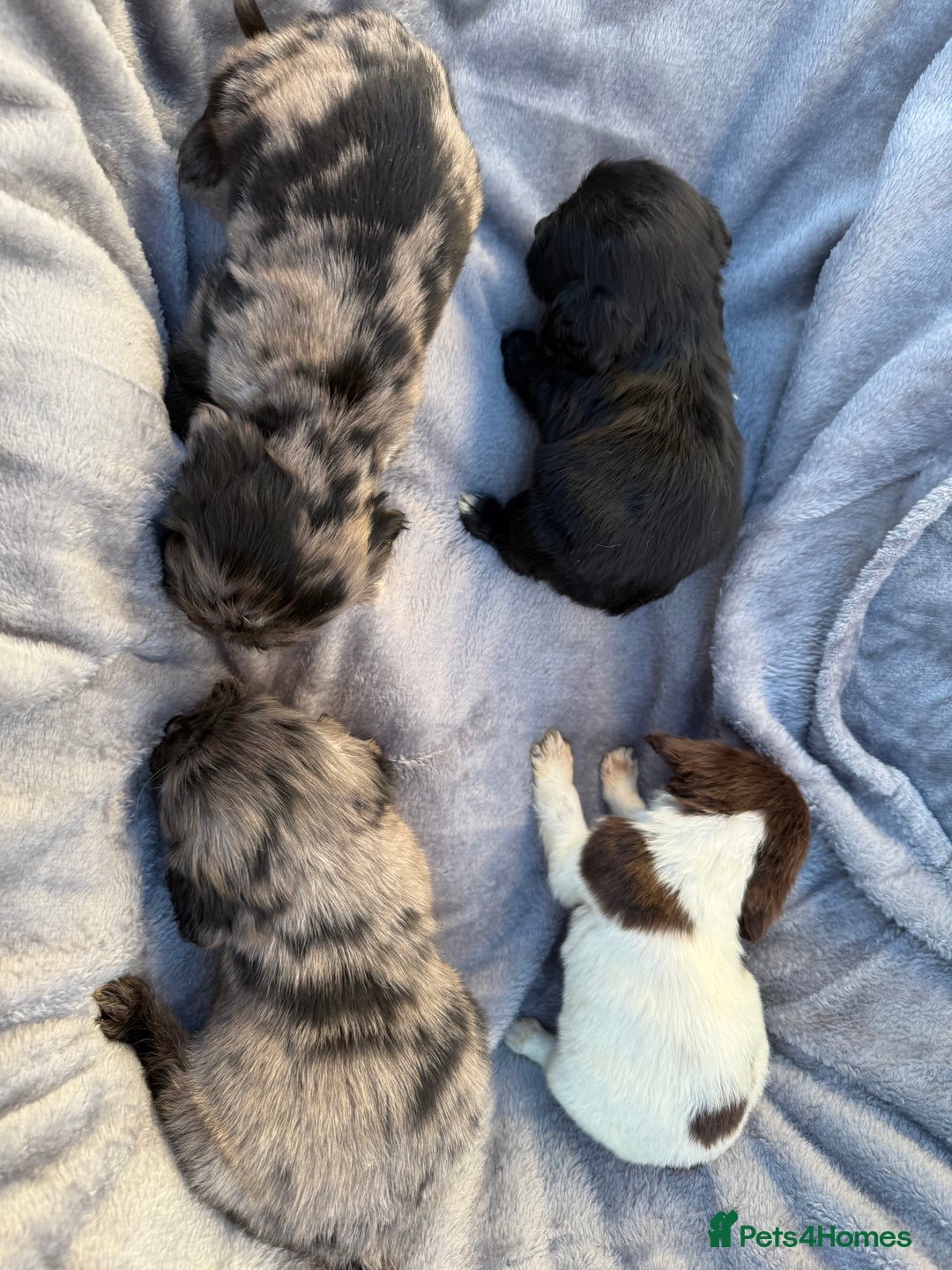 Cocker Spaniel dogs for sale: Cocker spaniel pups  - Advert 1