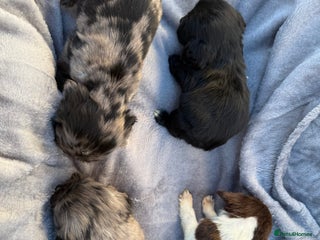 Cocker Spaniel dogs Cocker spaniel pups - Advert 2