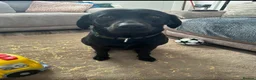 Labrador Retriever dogs for sale: Labrador - Advert 3