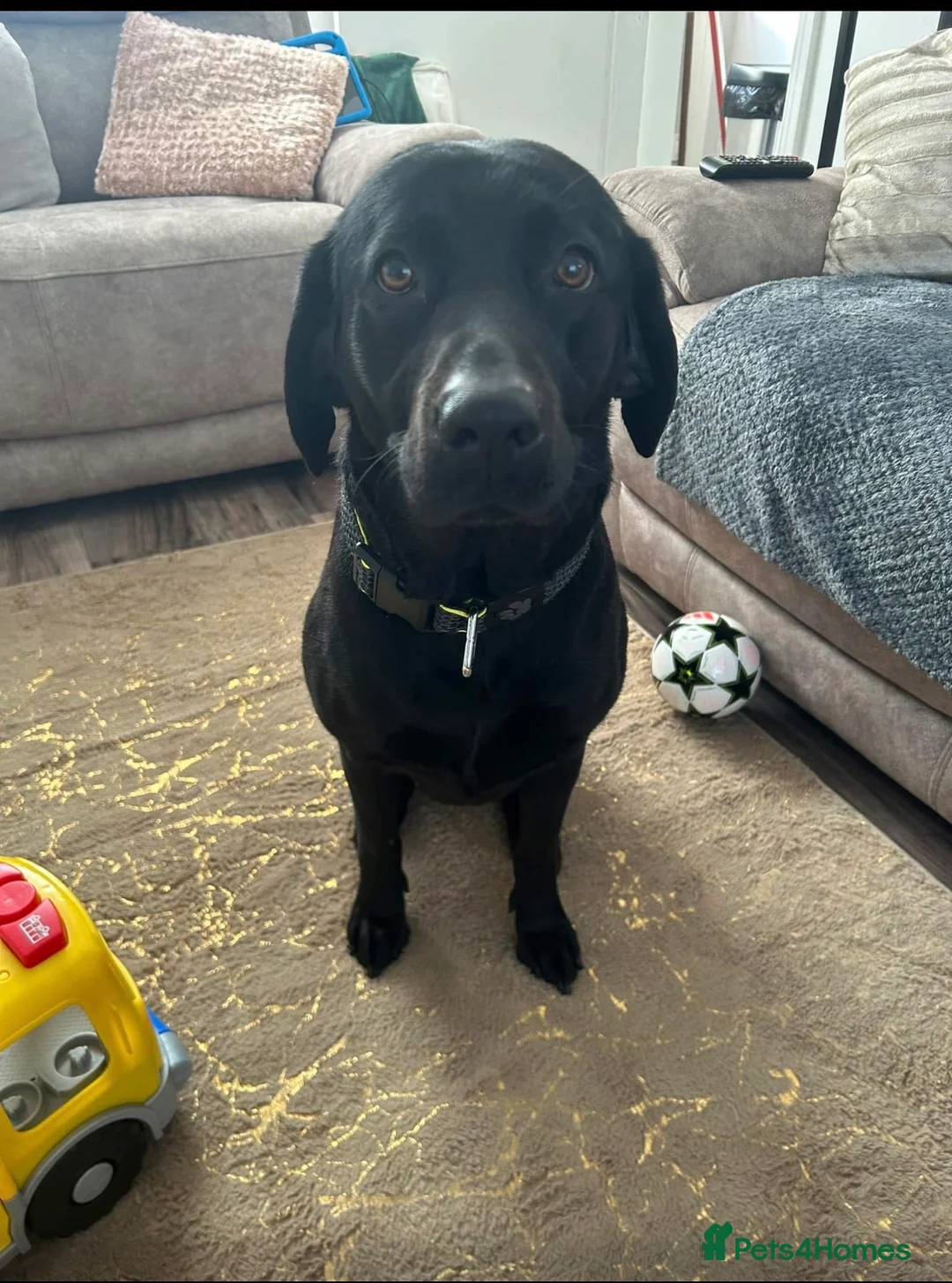 Labrador Retriever dogs for sale: Labrador - Advert 3