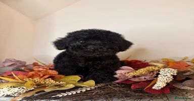 Cockapoo dogs - Advert 9