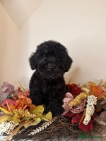 Cockapoo dogs - Advert 9