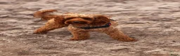 Cockapoo dogs for sale: Beautiful Multigenerational Cockapoo Puppies - Advert 9