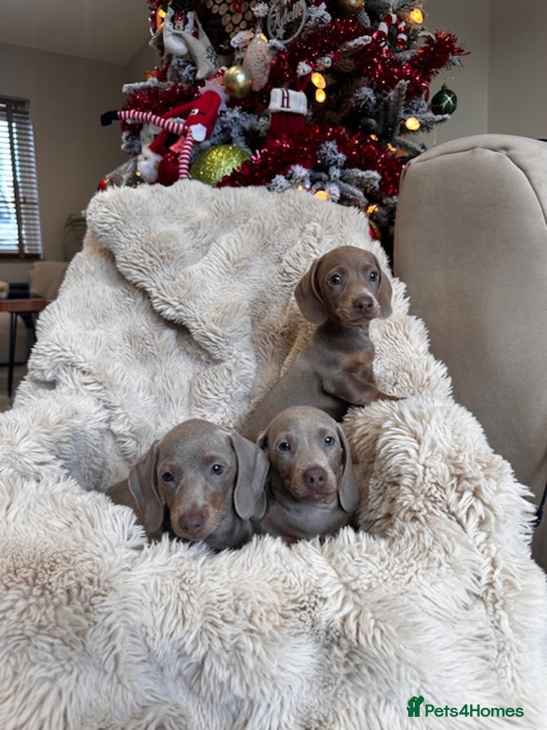 Miniature Dachshund dogs for sale: Stunning ISABELLA miniature dachshunds  - Advert 4