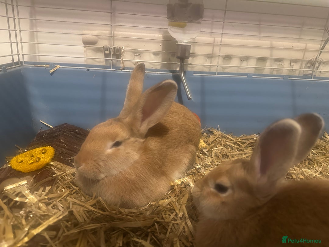 Tan rabbits for sale: Honey and bisect (rabbits  - Image 1