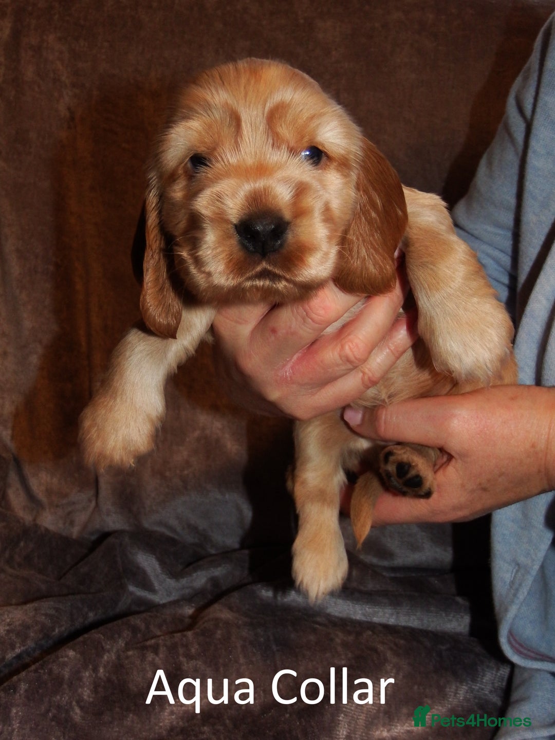 Cocker Spaniel dogs for sale: Golden KC Registered English Show Cocker Spaniels - Advert 28