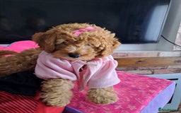 Cockapoo dogs for sale: 1 Female left  F1B TOY poodle/Cockapoo  - Image 6